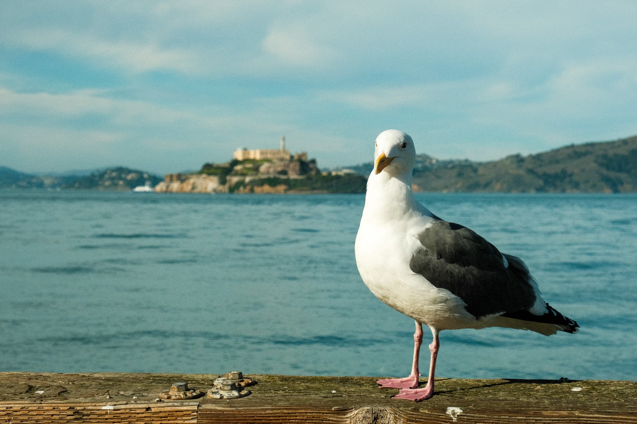 Birb & Alcatraz